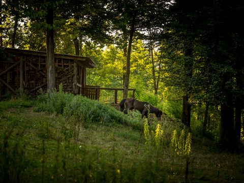 Forest Camping Mozirje - Camping Slovenie - Image N°42