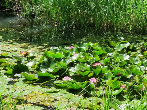 Camping Moulin de David - Camping Dordogne - Image N°24