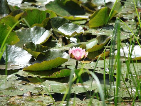 Camping Moulin de David - Camping Dordogne - Image N°91