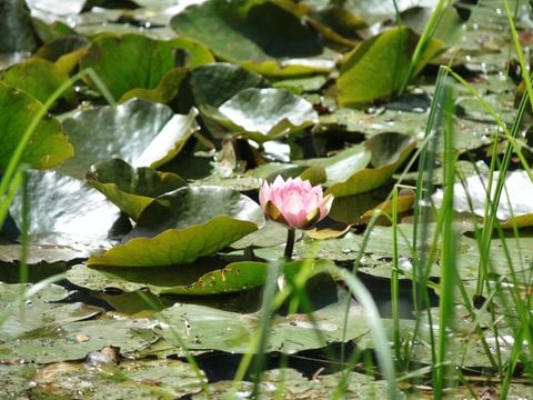 Camping Moulin de David - Camping Dordogne - Image N°95