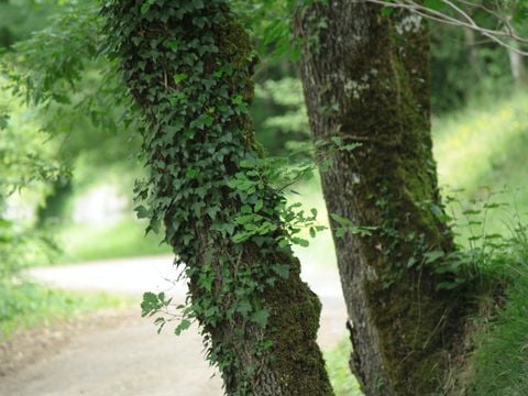 Camping Moulin de David - Camping Dordogne - Image N°99