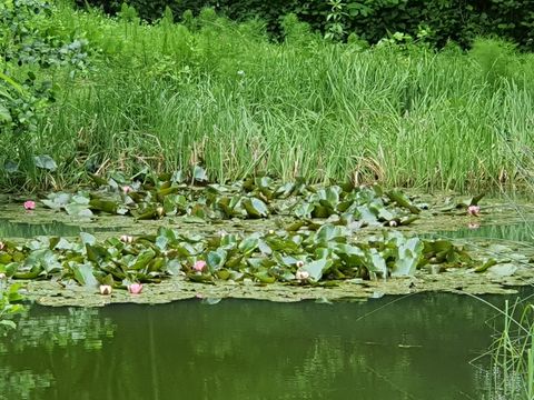 Camping Moulin de David - Camping Dordogne - Image N°79