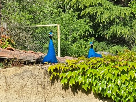 Camping Moulin de David - Camping Dordogne - Image N°41