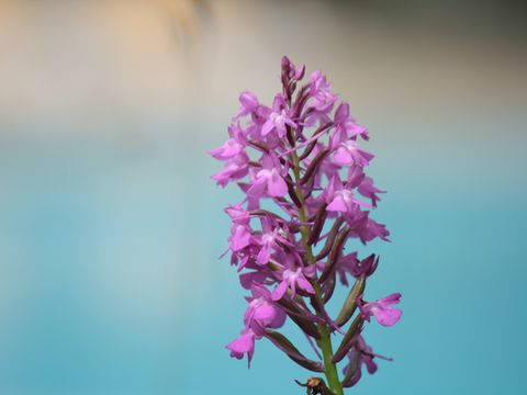 Camping Moulin de David - Camping Dordogne - Image N°70