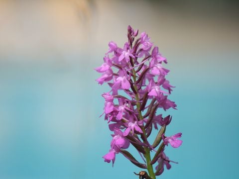 Camping Moulin de David - Camping Dordogne - Image N°91