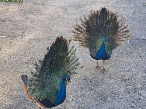 Camping Moulin de David - Camping Dordogne - Image N°108