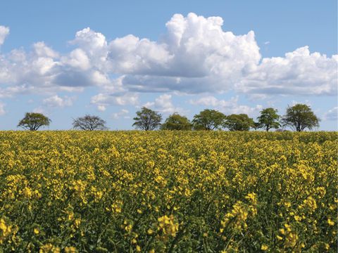 Novasol Ferienpark Altefähr - Rügen - Camping Mecklembourg-Poméranie occidentale - Image N°85