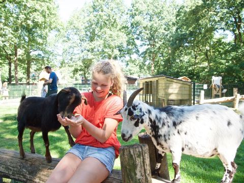 Landal Heihaas - Camping Ermelo - Image N°10