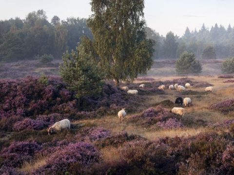 Landal Aelderholt - Camping Coevorden - Image N°36