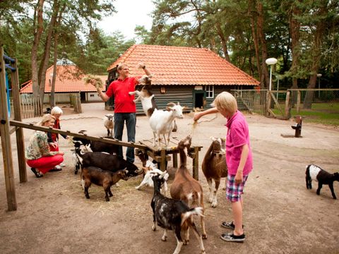 Landal Het Vennenbos - Camping Bladel - Image N°27