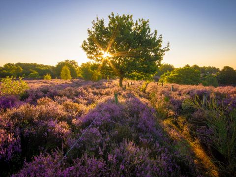 Landal Landgoed De Hellendoornse Berg - Camping Hellendoorn - Image N°18