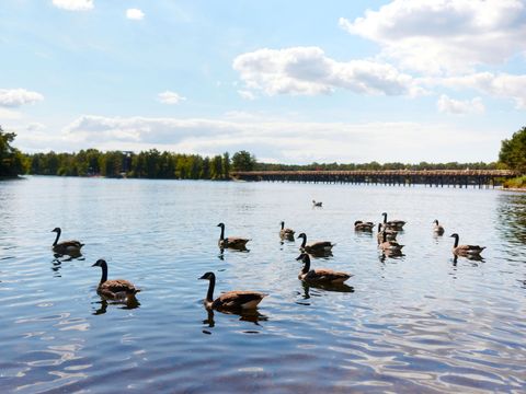 Center Parcs Bispinger Heide - Camping Basse-saxe - Image N°65