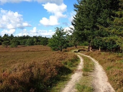 Bungalowpark Het Bosmeer - Camping Weststellingwerf - Image N°21