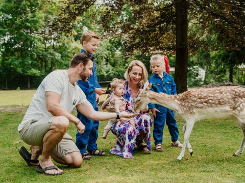 Vakantiepark Dierenbos - Camping Meierijstad - Image N°18