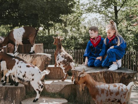 Vakantiepark Dierenbos - Camping Meierijstad - Image N°26