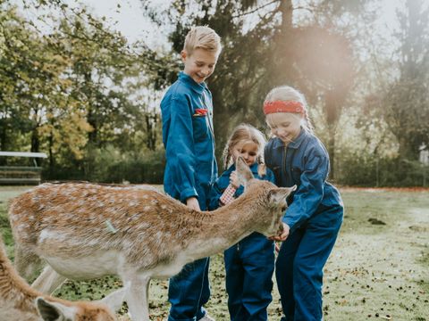 Vakantiepark Dierenbos - Camping Meierijstad - Image N°16