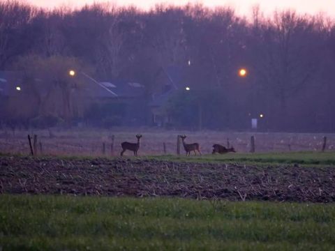 BUNGALOW 6 personnes - Forest Pet & Family 197