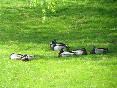 Vakantiepark 't Broeckhuys - Camping Beuningen - Image N°32