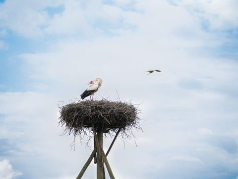 Landschapspark Striks Erve - Camping Staphorst - Image N°24