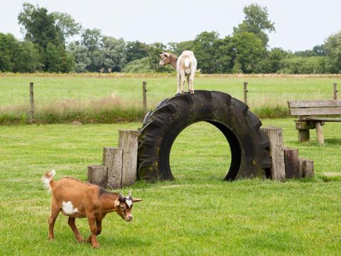 Landschapspark Striks Erve - Camping Staphorst - Image N°6