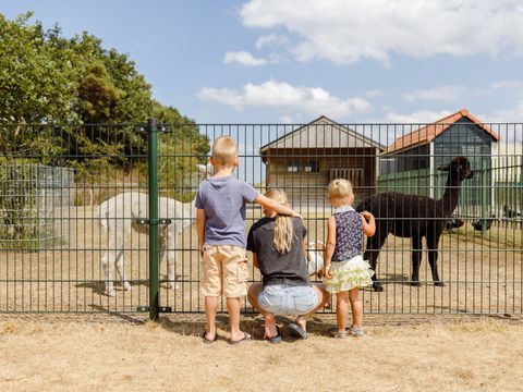 RCN Vakantiepark de Flaasbloem - Camping Goirle - Image N°16