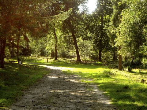 Hogenboom Vakantiepark Herperduin - Camping Oss - Image N°28
