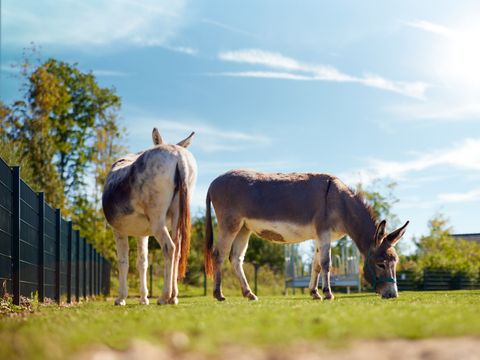 Center Parcs Park Allgäu - Camping Bade-Wurtemberg - Image N°52