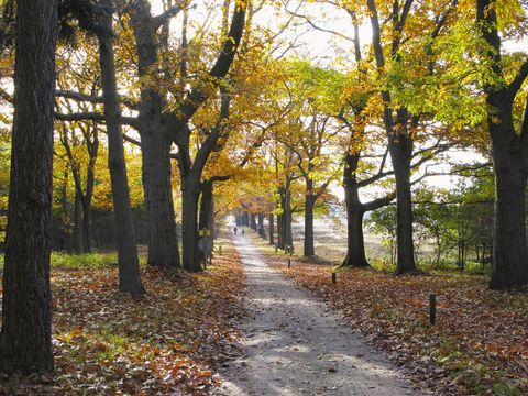 Vakantiepark De Lindenberg - Camping Rijssen-Holten - Image N°8