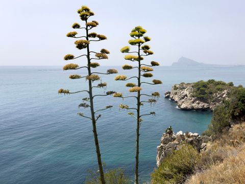 Pierre & Vacances Residence Altea Beach - Camping Alicante - Image N°19