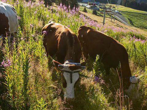 Pierre & Vacances Résidence Saskia Falaise - Camping Haute-Savoie - Image N°15
