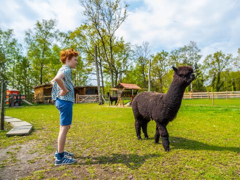 EuroParcs Hoge Kempen - Camping Limburg Belge - Image N°23