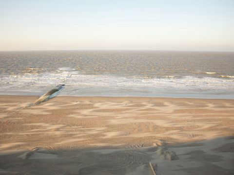 Residence Blankenberge - Camping Flandre Occidentale - Image N°27
