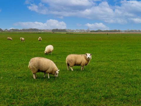 EuroParcs Texel - Camping Texel - Image N°4