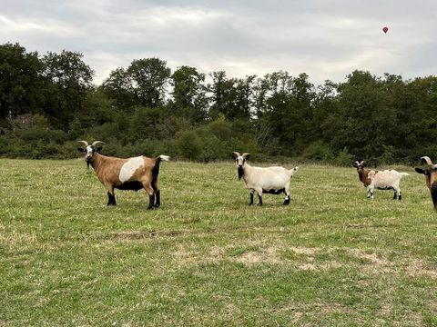 La Buissonnière Lodges - Camping Indre-et-Loire - Image N°49