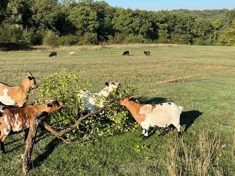 La Buissonnière Lodges - Camping Indre-et-Loire - Image N°48