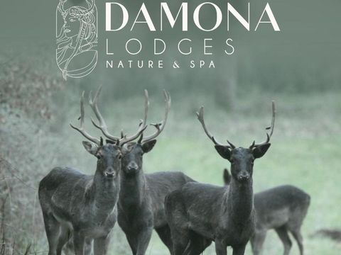 Damona Lodges - Camping Vendée - Image N°12