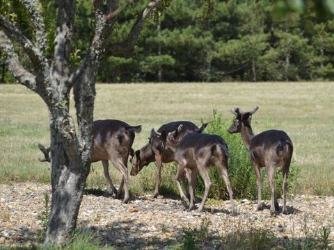 Damona Lodges - Camping Vendée - Image N°13