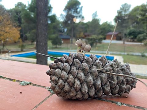 Camping La Bolera - Camping Grenade - Image N°8