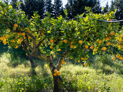 TENTE TOILE ET BOIS 2 personnes - Tente Safari Glamping