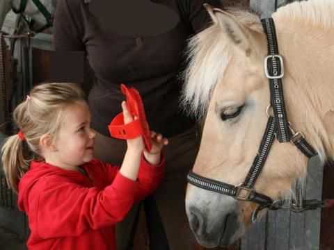 Ferienpark Geesthof - Camping Basse-saxe - Image N°2