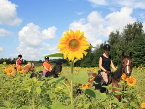 Ferienpark Geesthof - Camping Basse-saxe - Image N°3