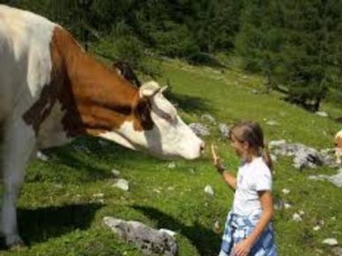 Gustocamp Camping Bella Austria - Camping Styrie - Image N°16