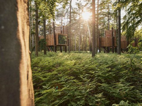 Landal Forest Resort Your Nature  - Camping Hainaut - Image N°36