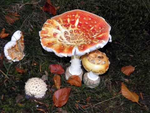 Vrijrijck Heivlinder - Camping Ermelo - Image N°5