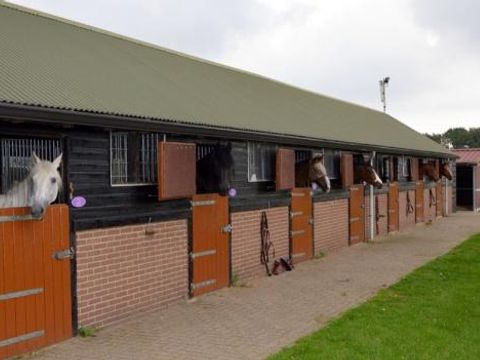 Vrijrijck Heivlinder - Camping Ermelo - Image N°8