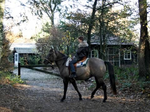 Vrijrijck Heivlinder - Camping Ermelo - Image N°6