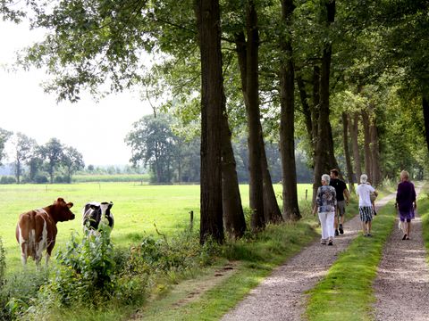Landrijk de Reesprong - Camping Haaksbergen - Image N°10
