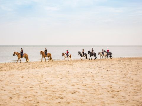 Landal Kaap West - Camping Terschelling - Image N°6