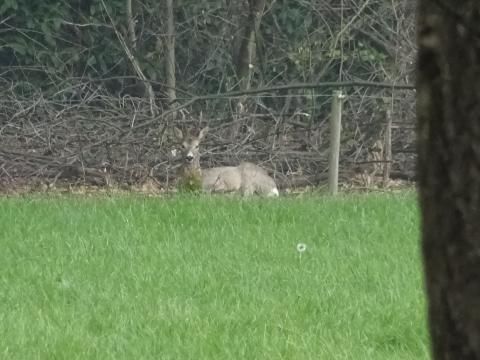 Bospark De Bikkels - Camping Deurne - Image N°31
