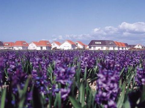 Duinpark De Witte Raaf - Camping Noordwijk - Image N°4